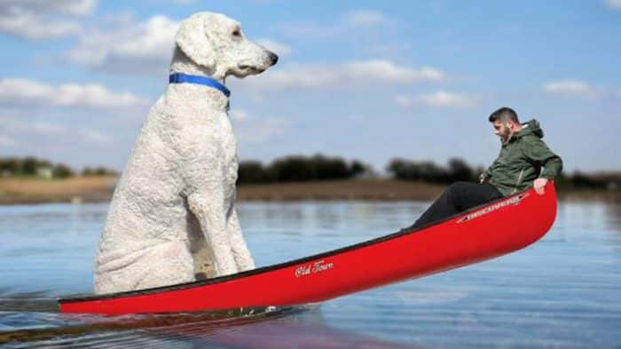 perro gigante en kayak junto a hombre joven