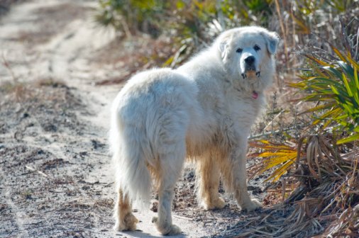 perro de montaña de los pirineos