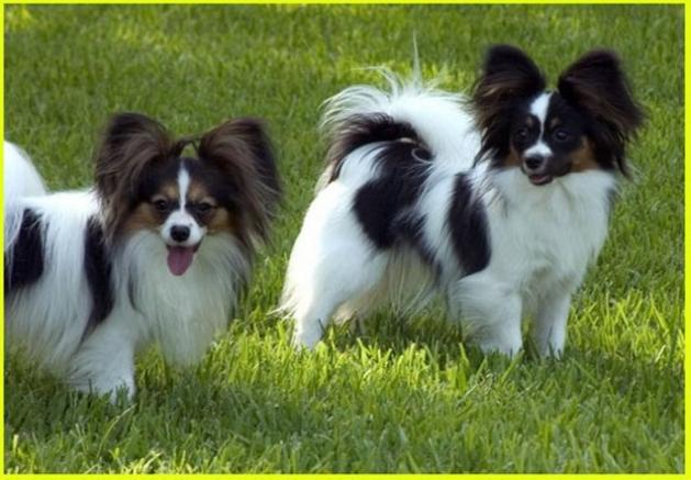perro papillon