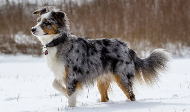 perro pastor australiano