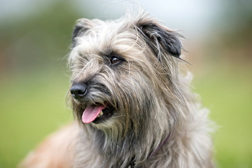 perro pastor pirineos pelo largo