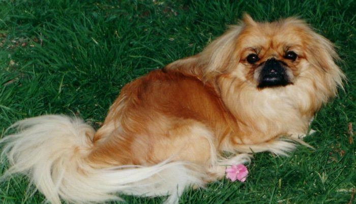 perro pequines pekines