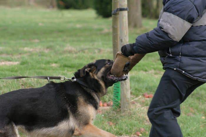 perro policia aprendiendo como morder