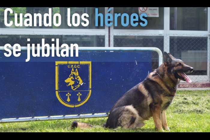 perro policía en adopción