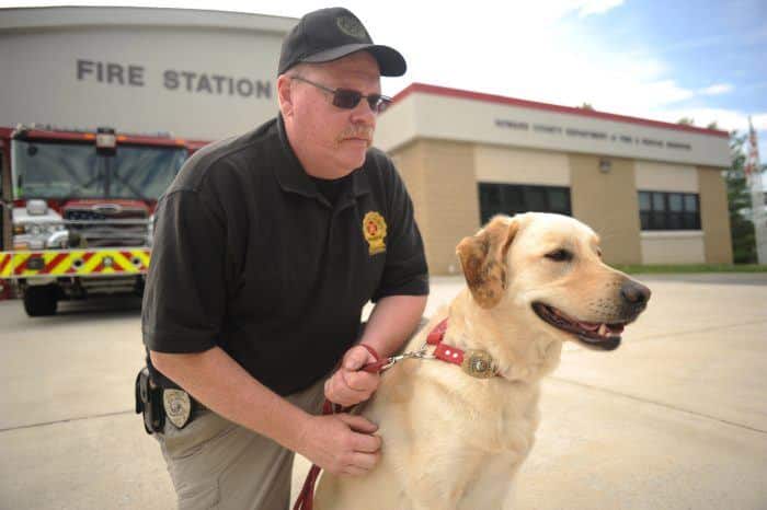 perro policía labrador retriever