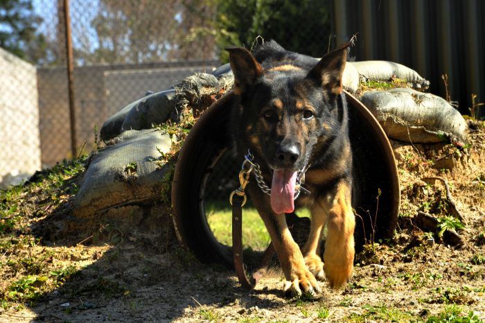 perro policía saliendo de un ducto de cañeria