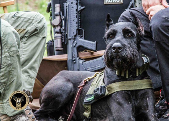 perro policía schnauzer