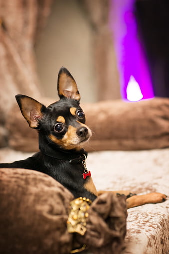 perro ratón de praga