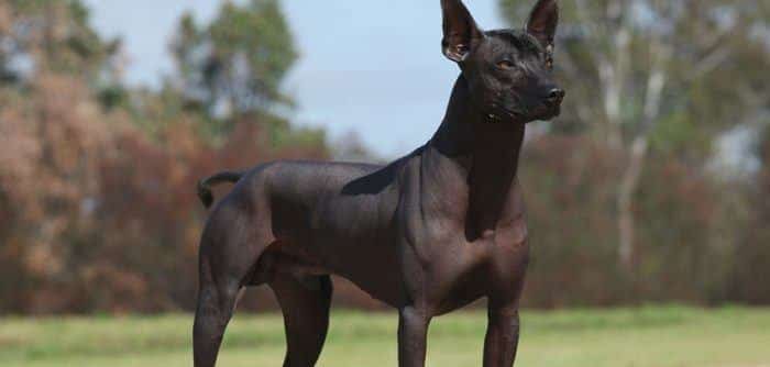 perro sin pelo mexicano xoloitzcuintle