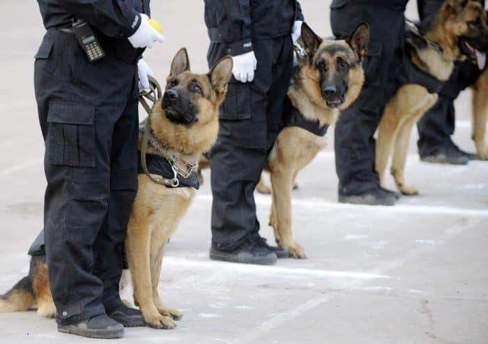 perros policias de control de orden público o de intervención