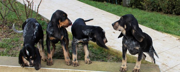 petit bleu de gascogne