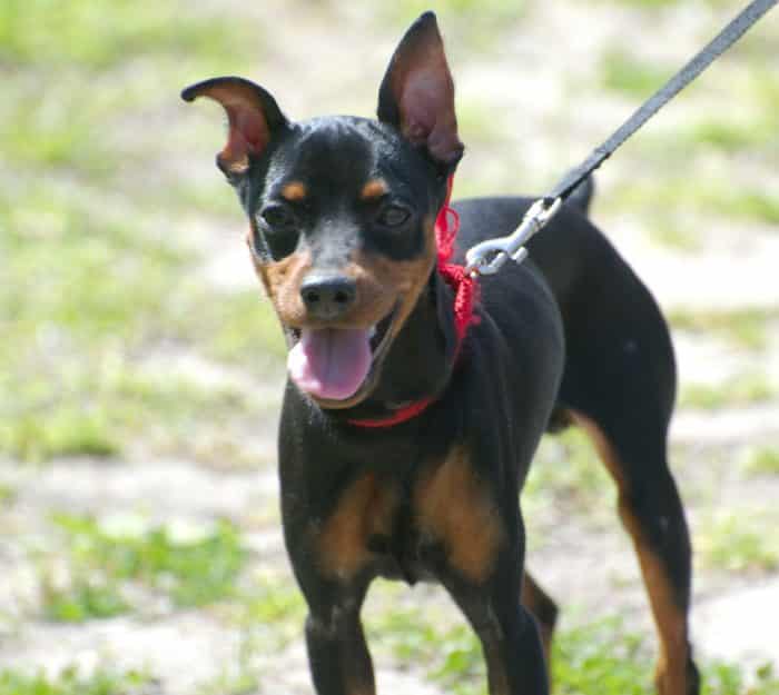 pinscher