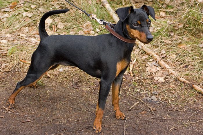 pinscher miniatura razas de perros pequeños negros