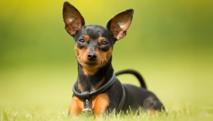 razas de perros pequeños pinscher miniatura