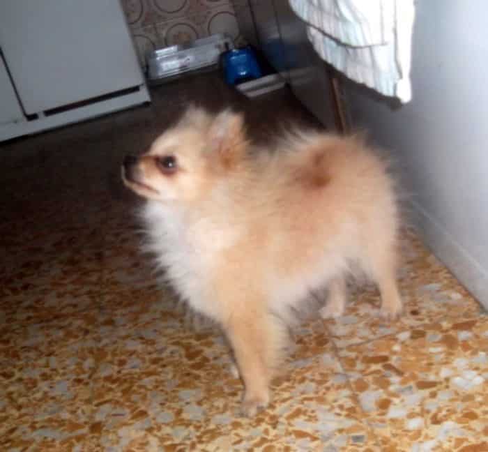 pomerania