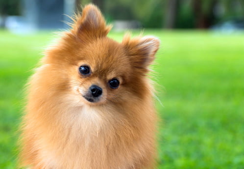 pomerania con cabeza inclinada