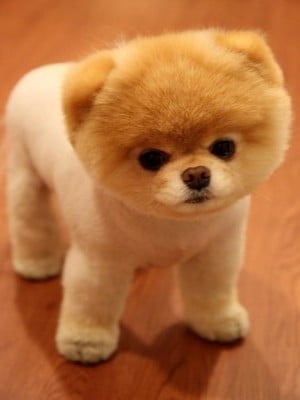 razas de perros pequeños pomerania