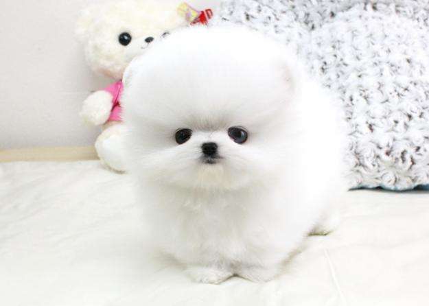 pomerania taza de te