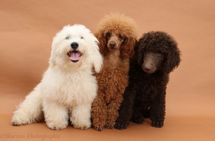poodle caniche