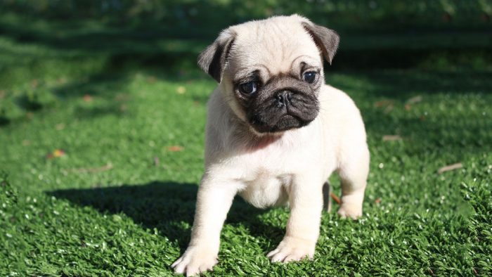pug carlino