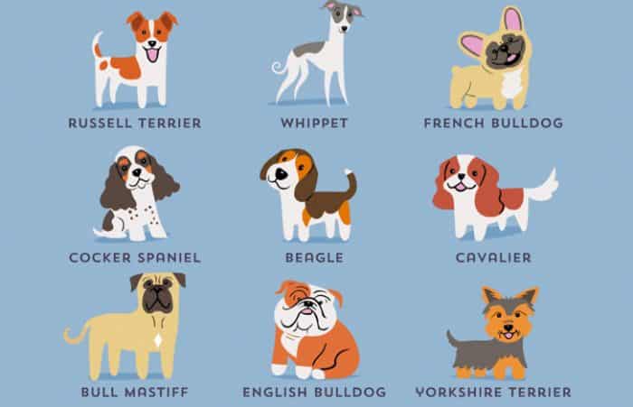 que tener en cuenta al elegir una raza de perro ingles