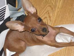 razas de perros pequeños raton de praga