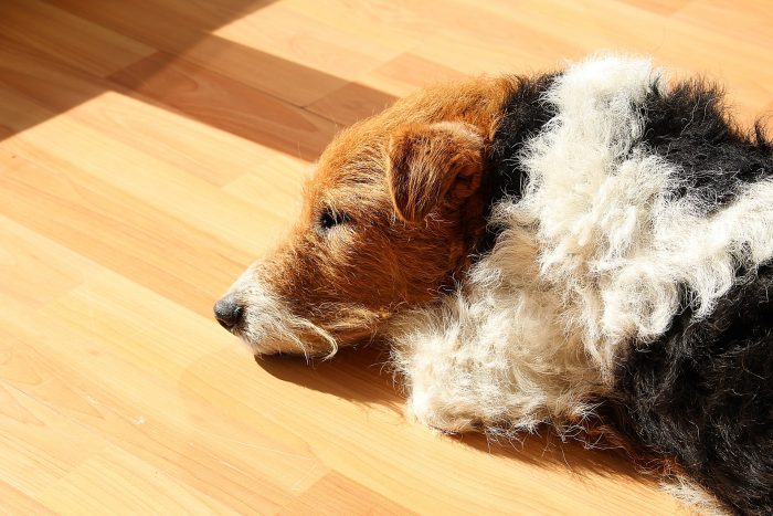 razas de perros pequeños fox terrier de pelo duro