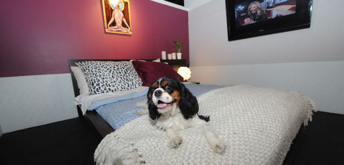 razas de perros pequeños para departamentos