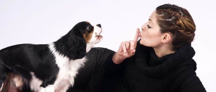 razas de perros pequeños que ladran poco