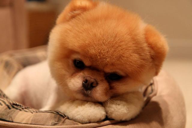 retrato de boo uno de los perros peludos mas populares de los ultimos anos
