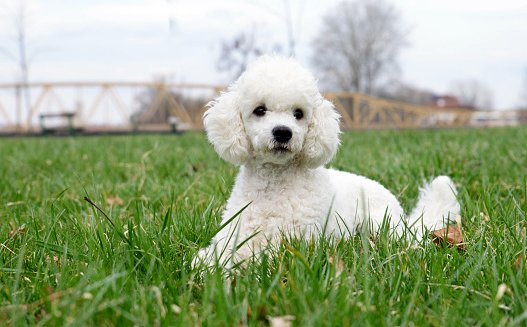 retrato de cachorro caniche poodle sobre el cesped