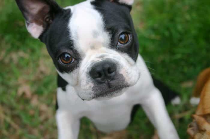 retrato de un boston terrier