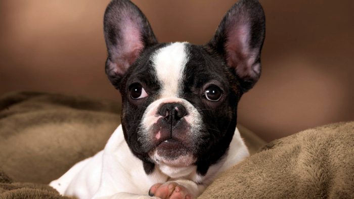 retrato de un bulldog francés