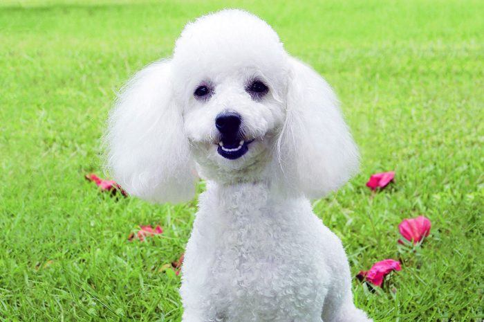 retrato de un caniche mirando hacia la cámara