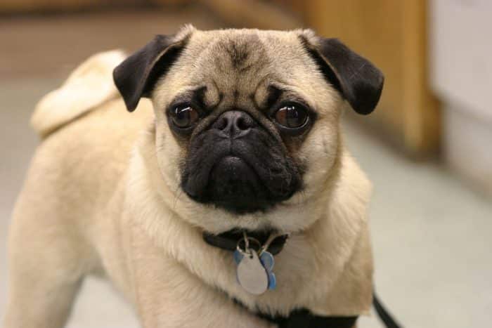retrato de un carlino