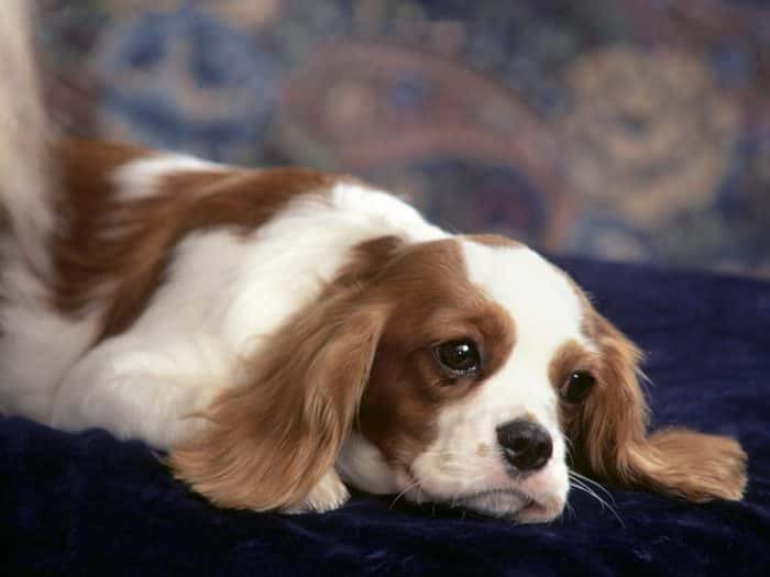 retrato de un cavalier king charles spaniel