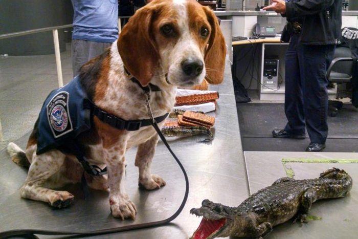retrato de un perro de la beagle brigade junto a un caimán