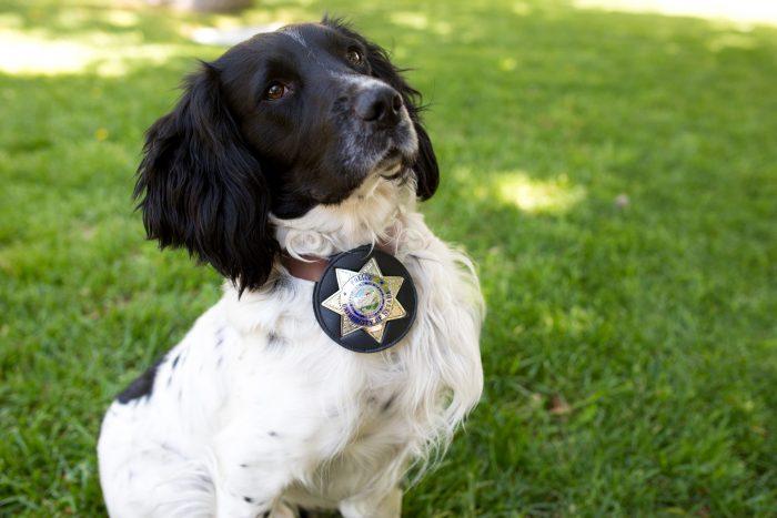 retrato de un perro policía