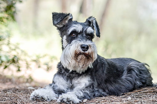retrato de un schnauzer