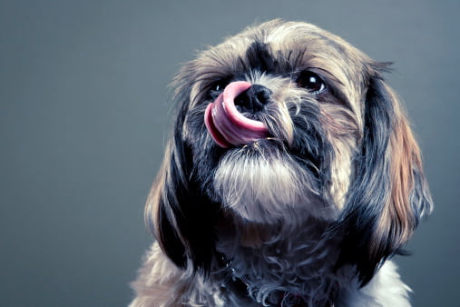 retrato de un shih tzu