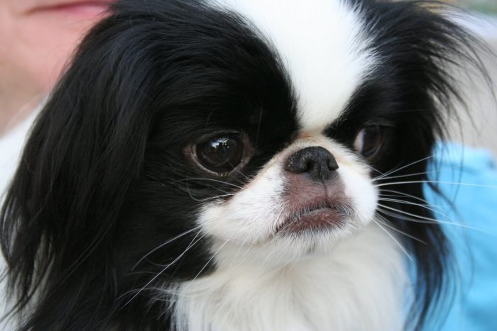 retrato de un spaniel japonés