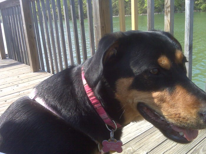 sabueso de transilvania