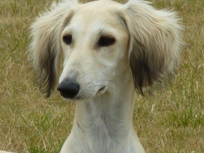 saluki