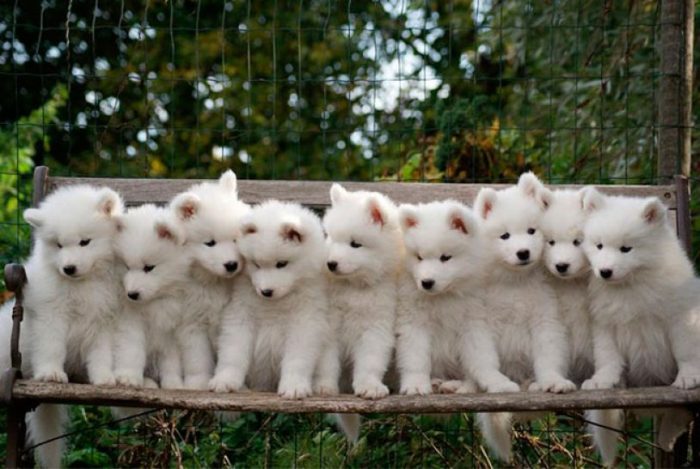 samoyedo