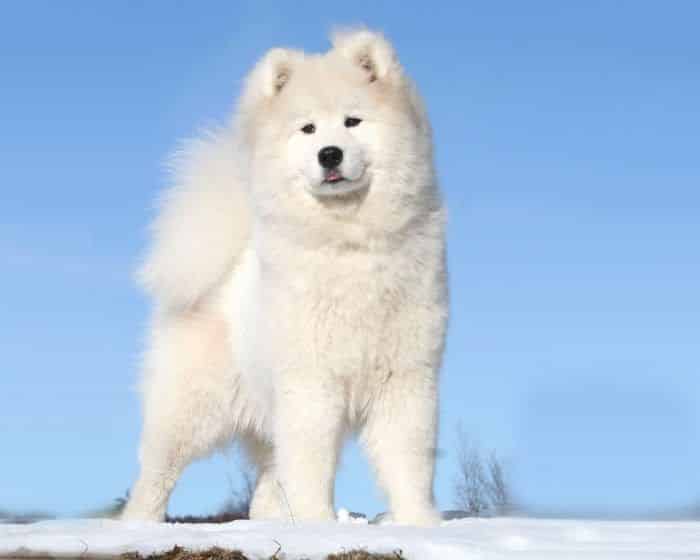 samoyedo
