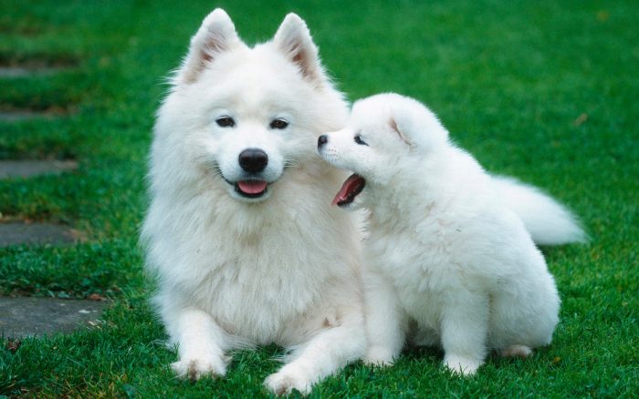 samoyedo