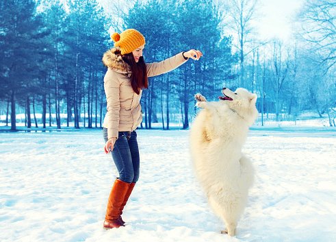 samoyedo jugando con mujer joven
