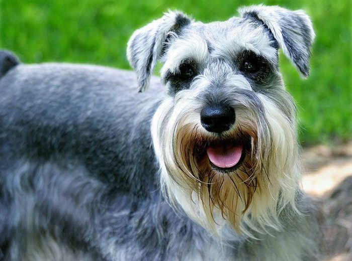 schnauzer
