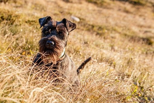 schnauzer en medio de frondosa hierba