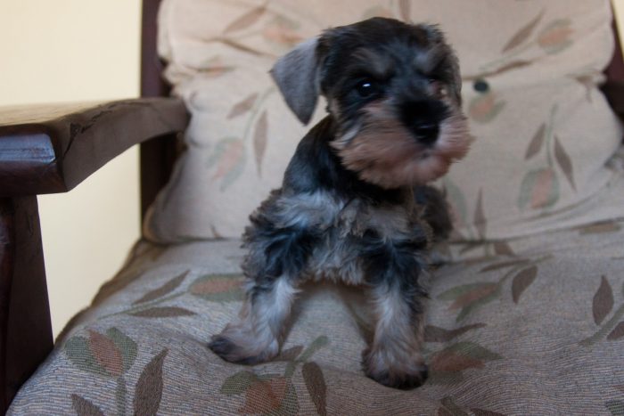 schnauzer miniatura